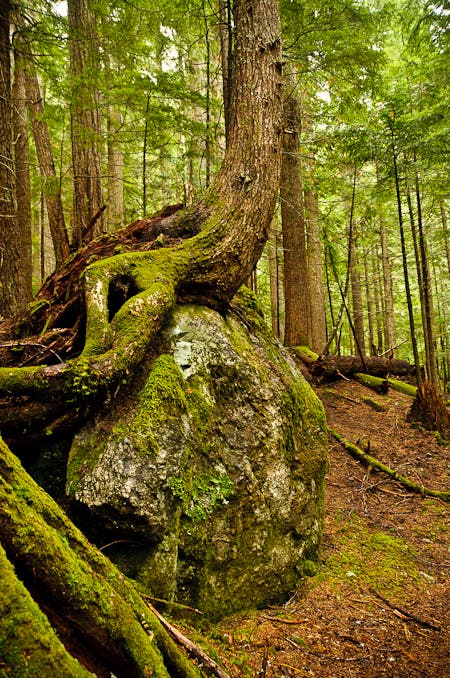 Forest along Brush Creek None