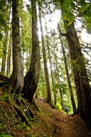 Forest along Ruth Creek on the way to Beaver Trail. A hiker dwarfed by pines moves down a singletrack trail along Ruth Creek.