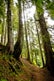 Forest along Ruth Creek on the way to Beaver Trail. A hiker dwarfed by pines moves down a singletrack trail along Ruth Creek.