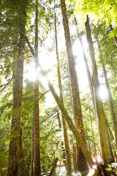 Forest along the Little Beaver Creek Valley None