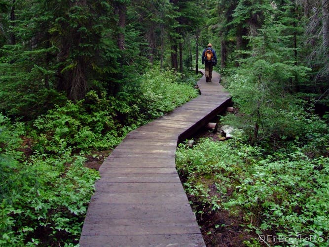 Forest Boardwalk None