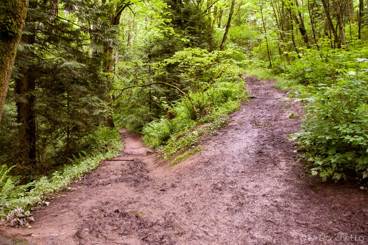 Forest Fork None