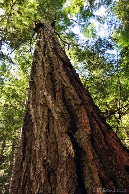 Forest Giant None