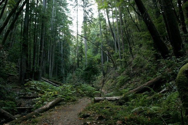 Forest Opening None