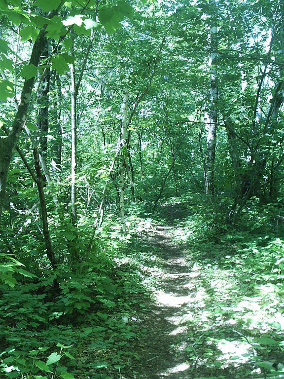 Forest Trail None
