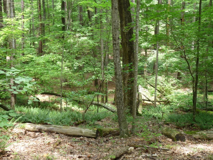 Forest View None