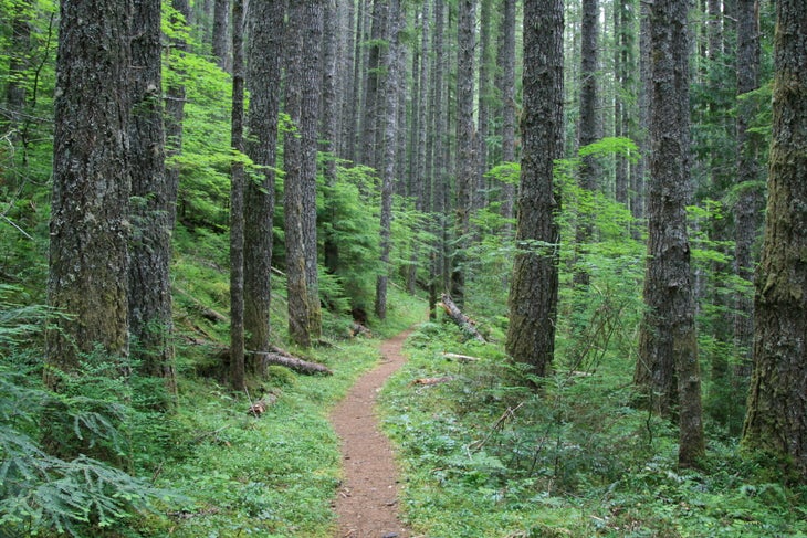 Forest walk None