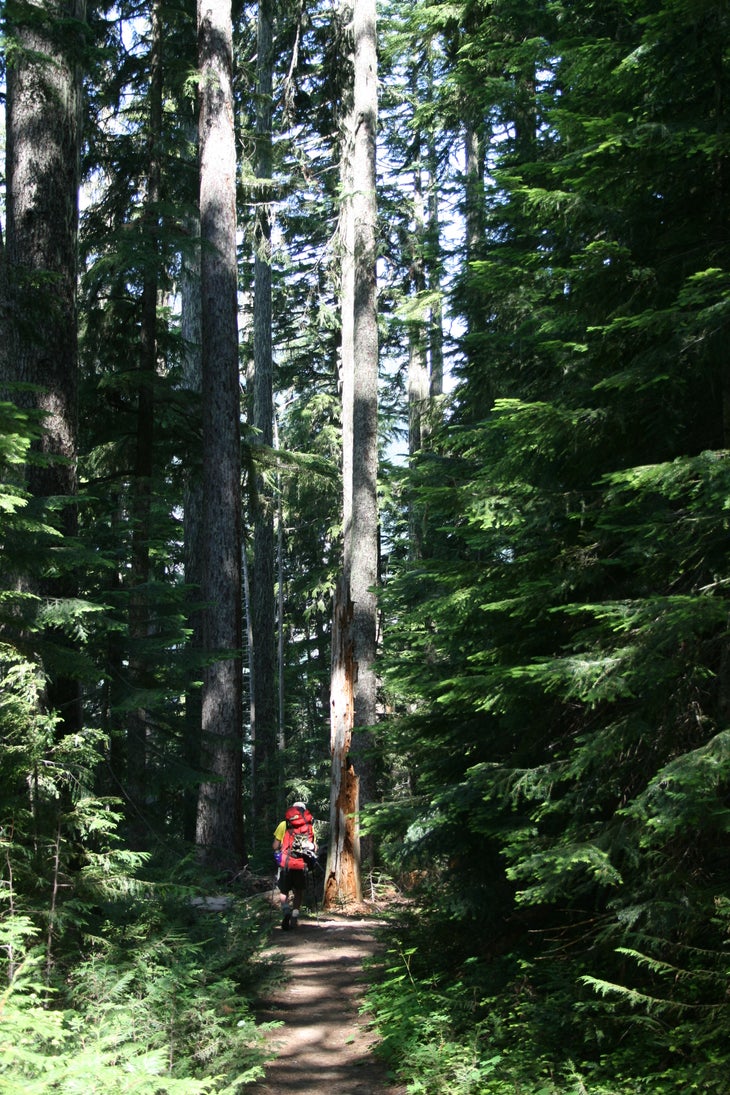 Forest Walk None