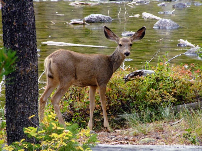 Forest Youngster None