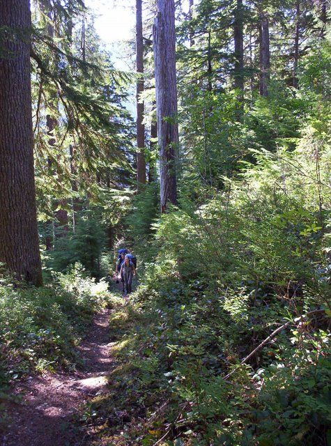 Forest None