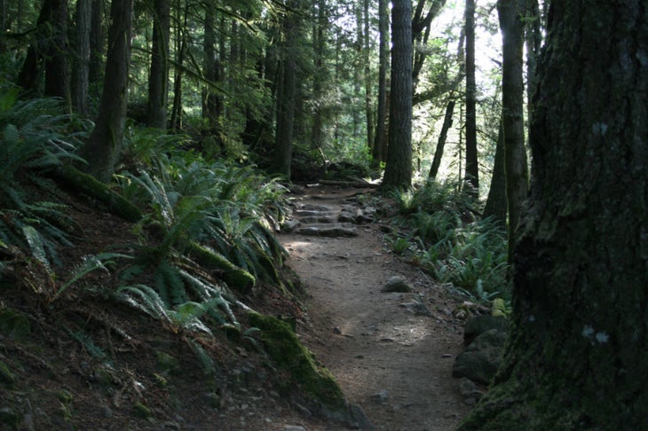 Forested Trail None