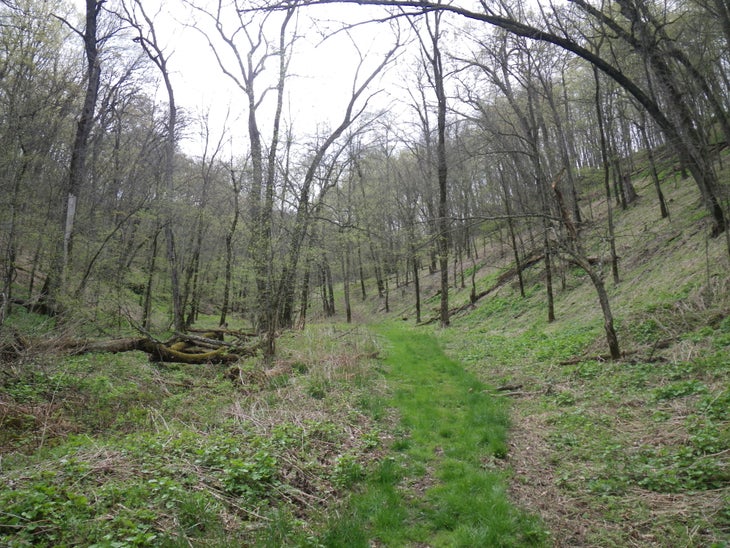 Forester Trail None