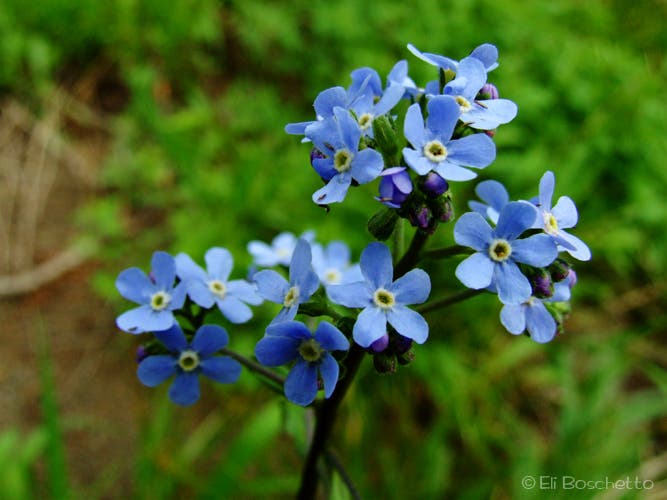 Forget-Me-Not None