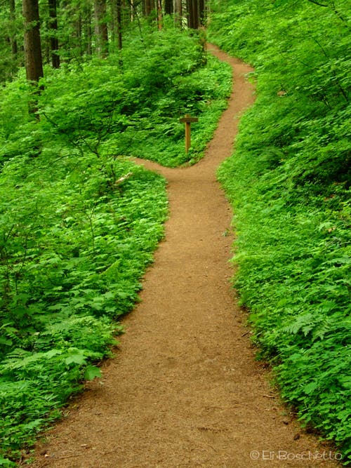 Fork in the Road None