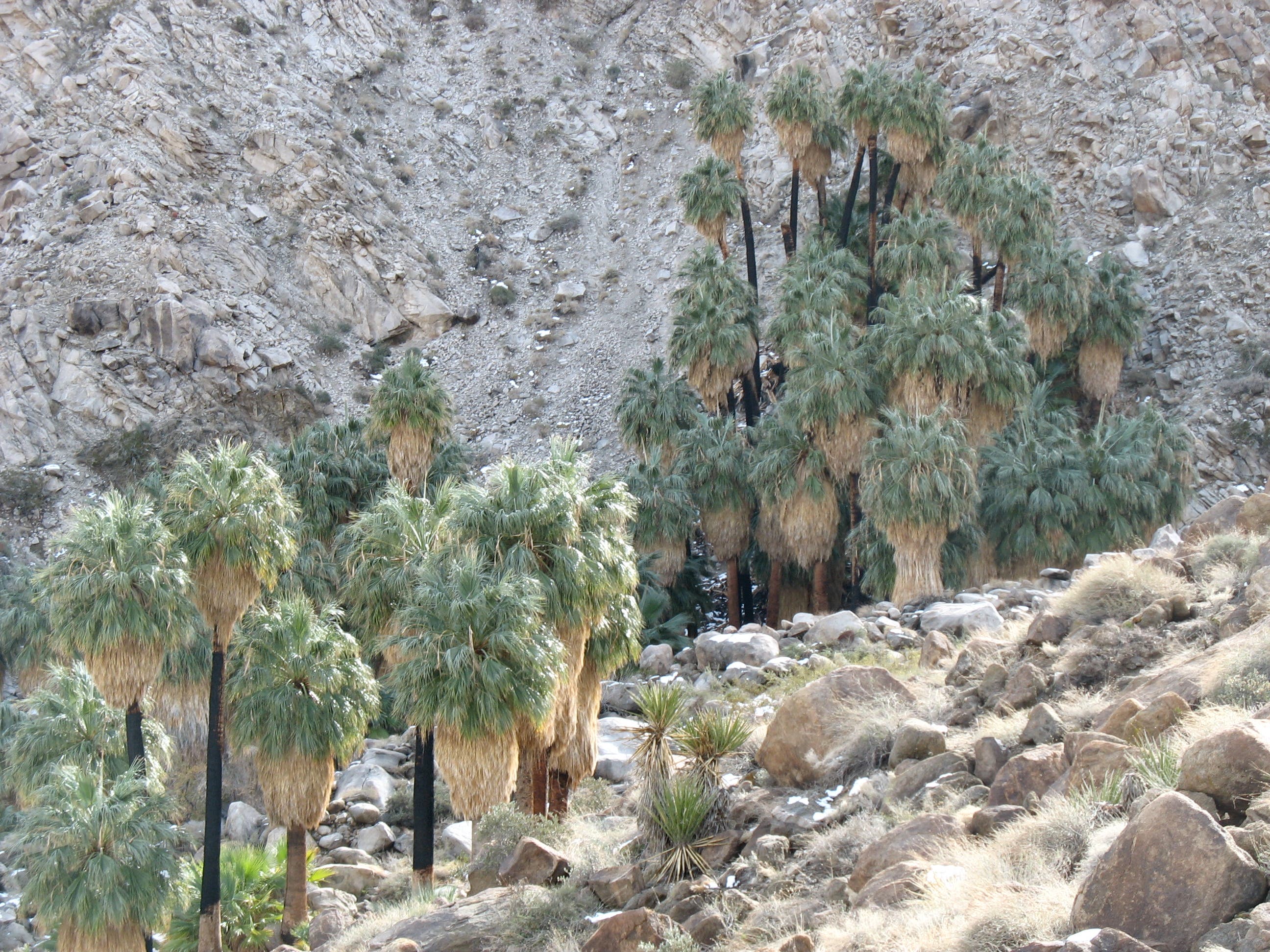 Fortynine Palms Fortynine Palms Oasis
