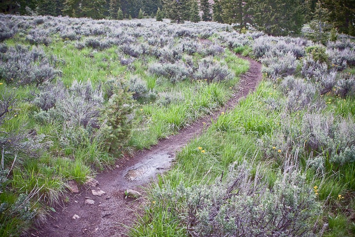 Fox Creek None