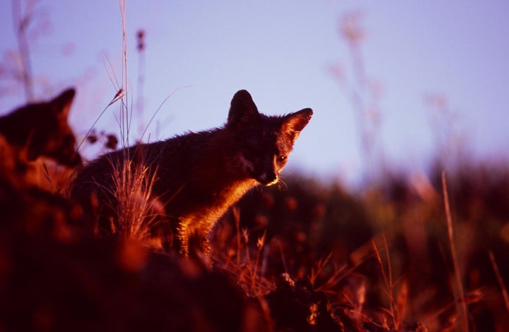 Fox None