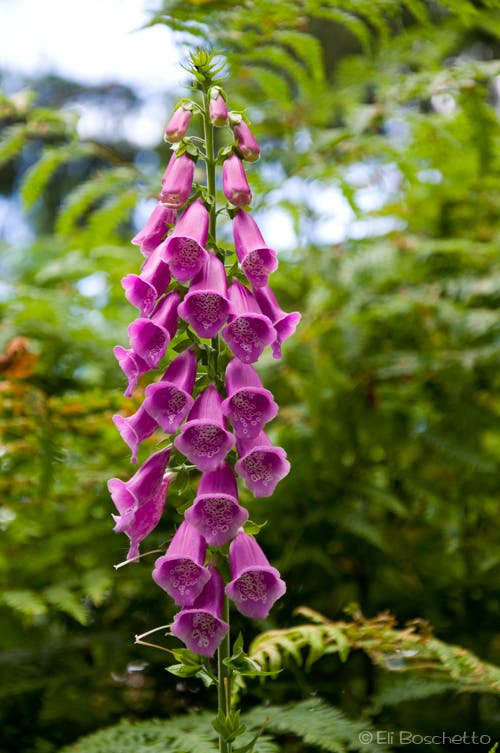 Foxglove None