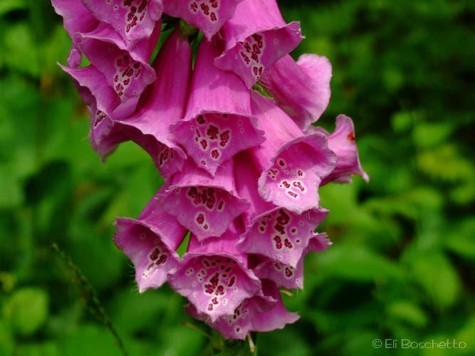 Foxglove None