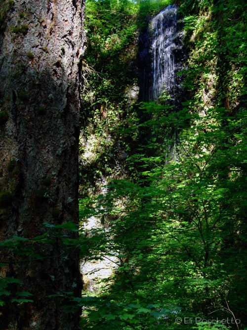 Frenchie Falls None