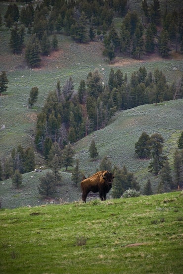 Garnet Hill Bison None
