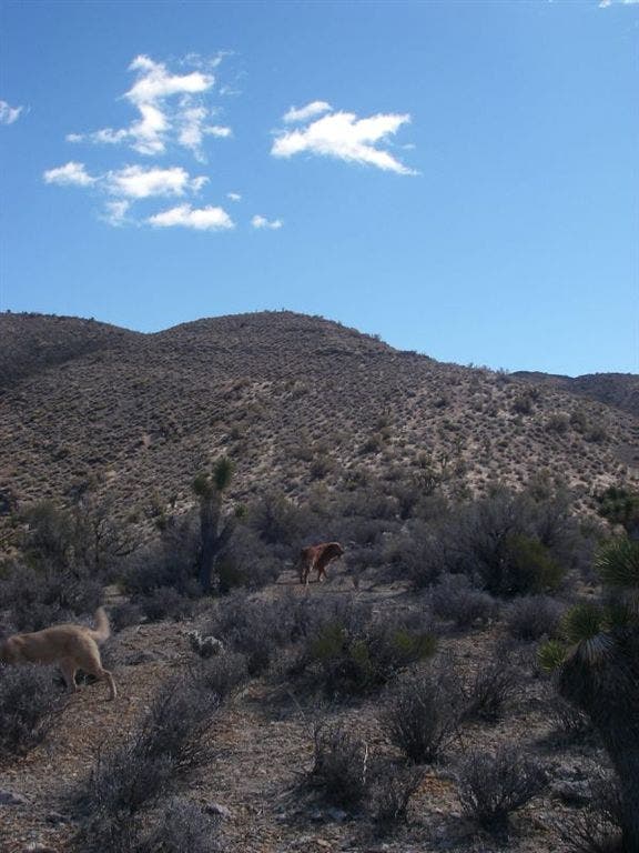Gass Peak from the first ridge None