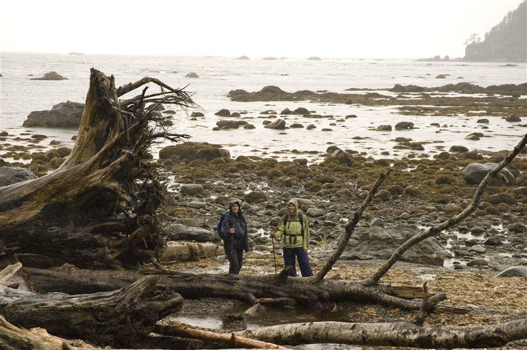 Giant Driftwood None