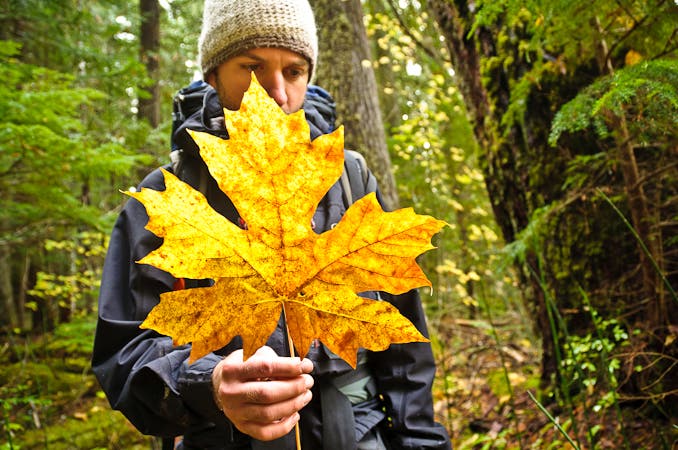 Giant Maple Leaves None