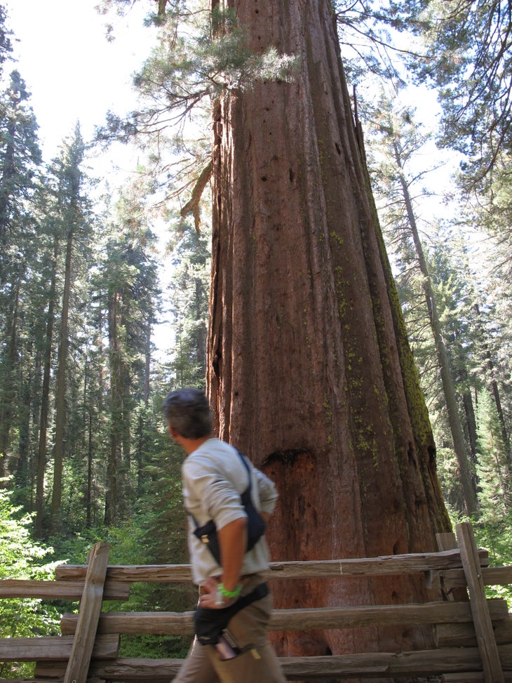 Giant Sequoia None
