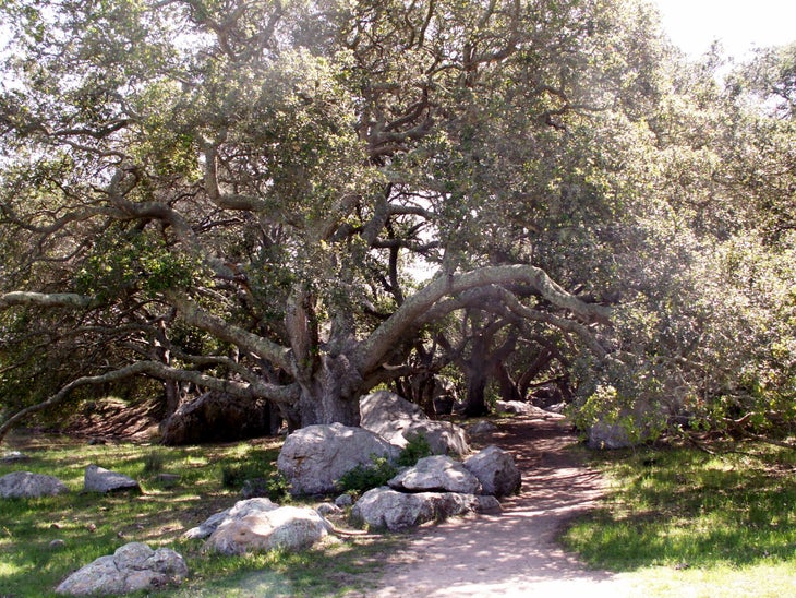 Gigantic Oak None