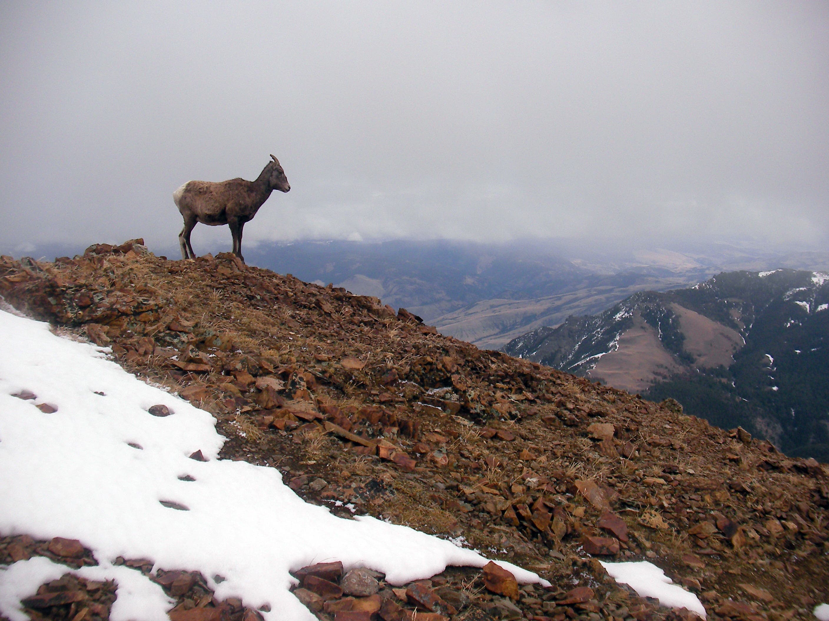 Goat on the Slope None