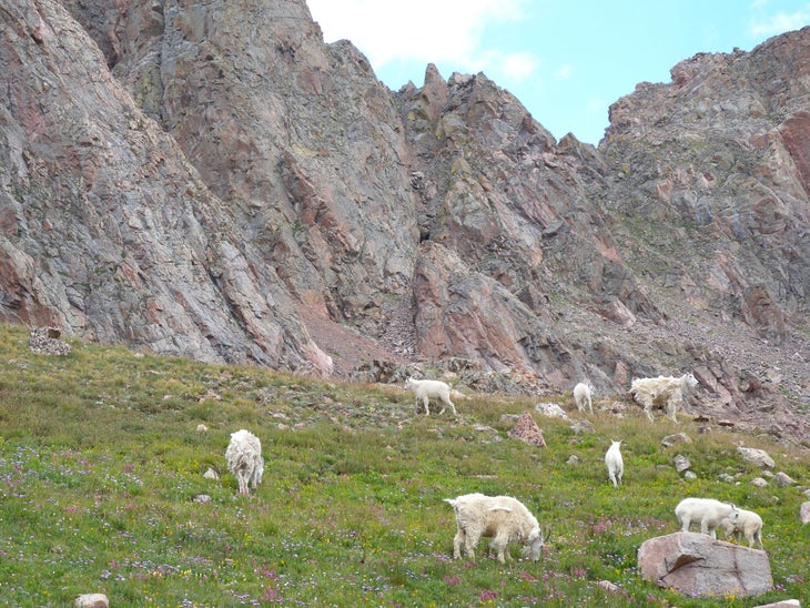 Goats None