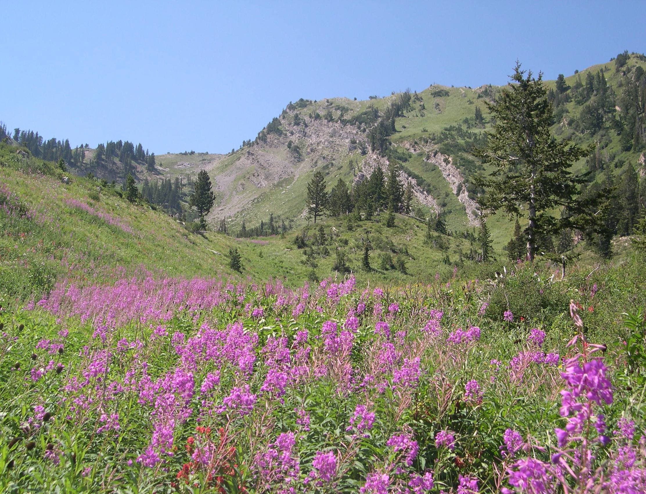 Gobblers Knob From Trail None