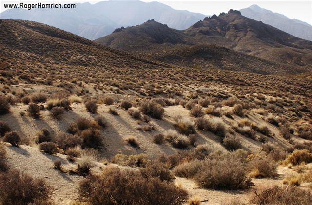 Gold Valley None