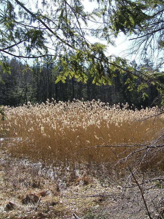 Golden Field None