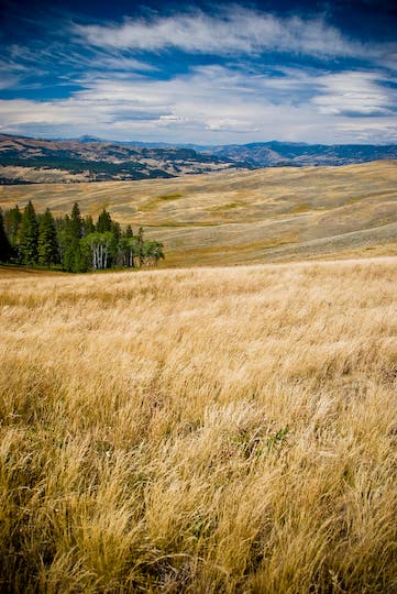 Golden Grasslands None