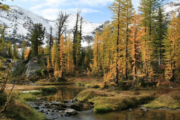 Golden Larch None