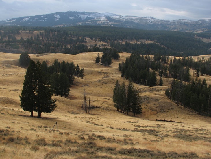 Golden Meadows None