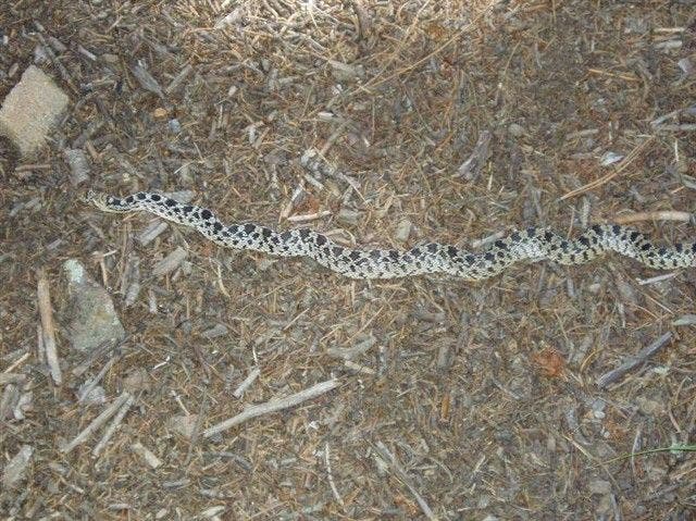 Gopher Snake None