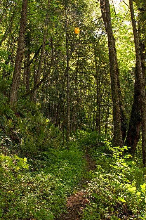 Gorge Forest None