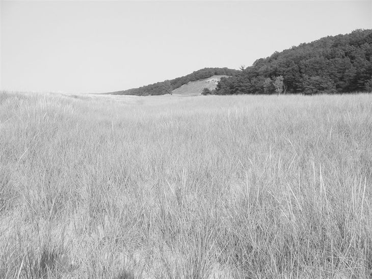 Grass None
