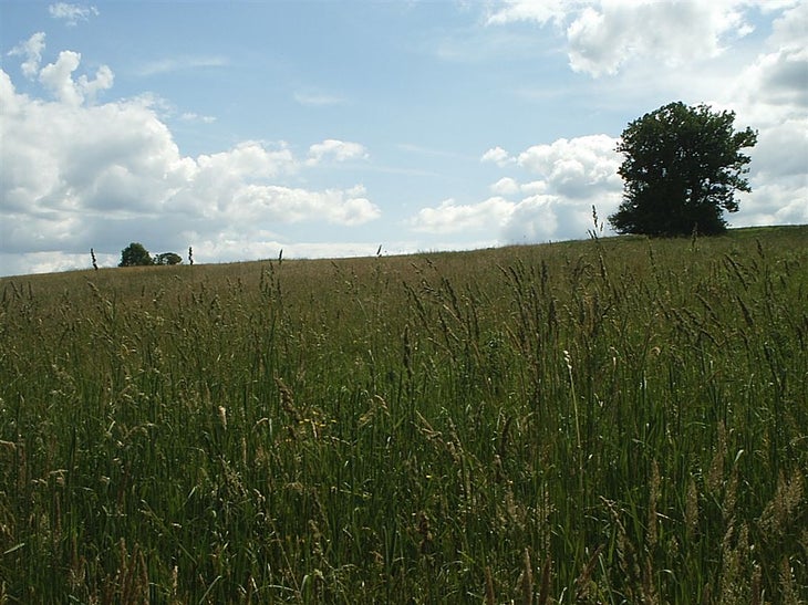 Grassy Hills None