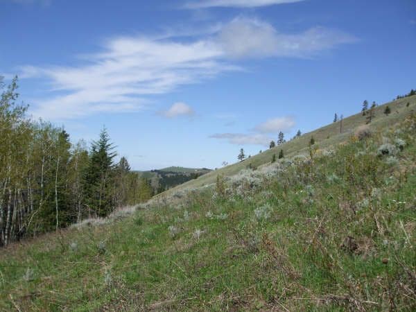 Grassy Hillside None
