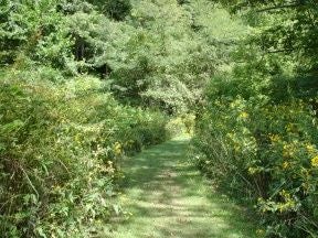 Grassy Trail None