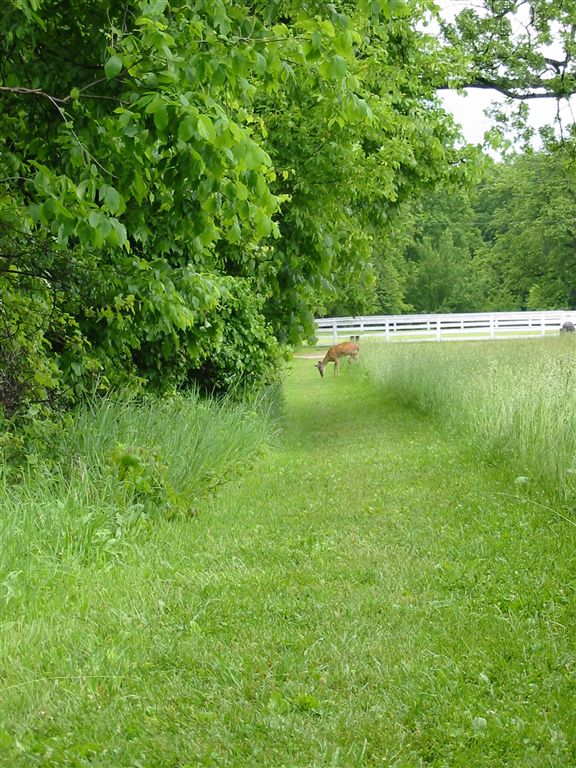 Grassy Trail None
