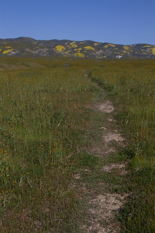 Grassy Trail None