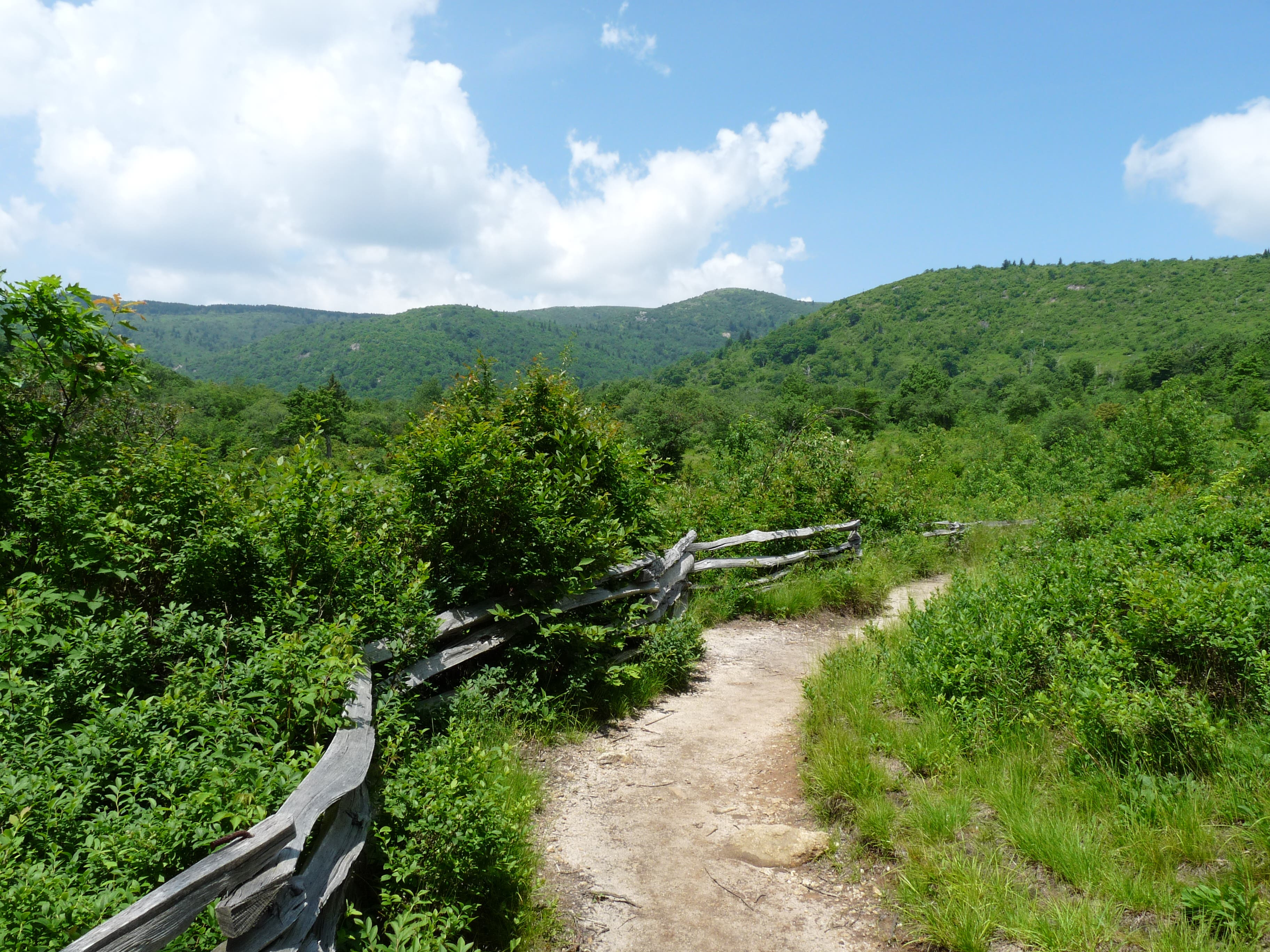 A dirt sigletrack trail meanders through Graveyard Fields at the beginning of the hike up to Black Balsam Knob. 