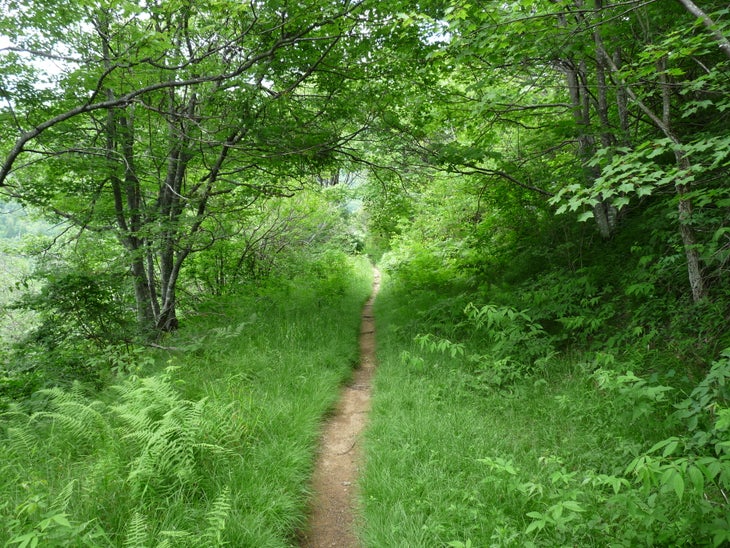 Graveyard Ridge Trail None