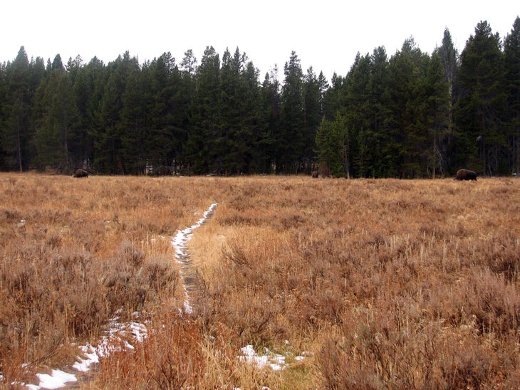 Grazing Bison None