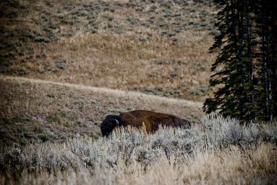 Grazing Bison None